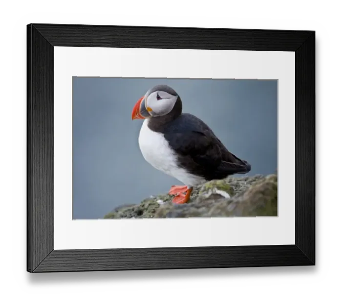 Framed Print : The Atlantic Puffin, a pelagic seabird, shown here in breeding colors Framed Print : The Atlantic Puffin, a pelagic seabird, shown here in breeding colors