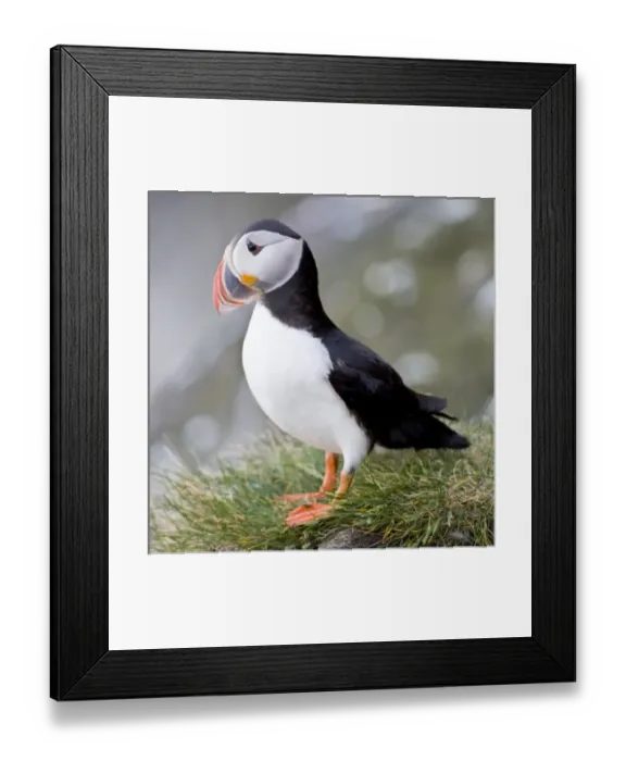 Framed Print : Europe, Iceland Framed Print : Europe, Iceland
