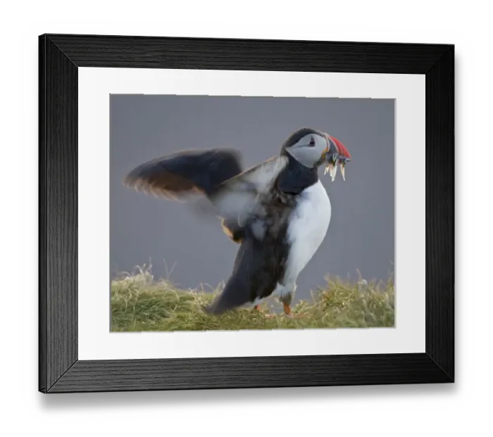 Framed Print : The Atlantic Puffin, a pelagic seabird, shown here in breeding colors Framed Print : The Atlantic Puffin, a pelagic seabird, shown here in breeding colors