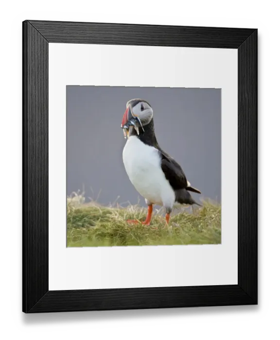 Framed Print : Europe, Iceland Framed Print : Europe, Iceland