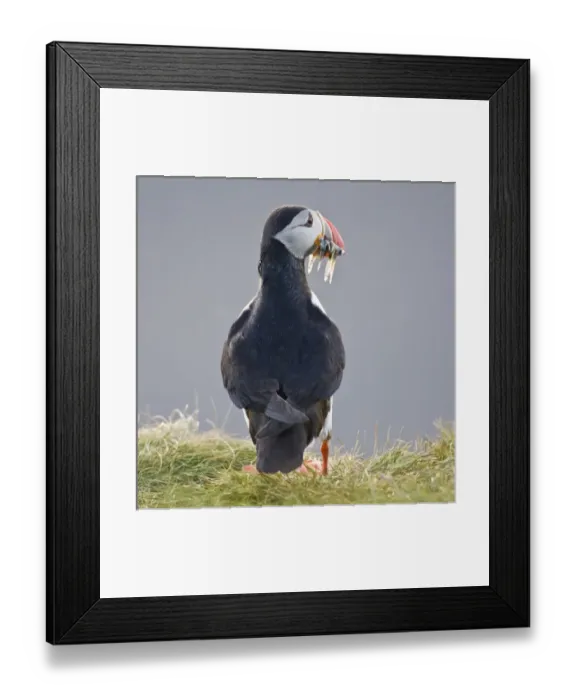 Framed Print : The Atlantic Puffin, a pelagic seabird, shown here in breeding colors Framed Print : The Atlantic Puffin, a pelagic seabird, shown here in breeding colors