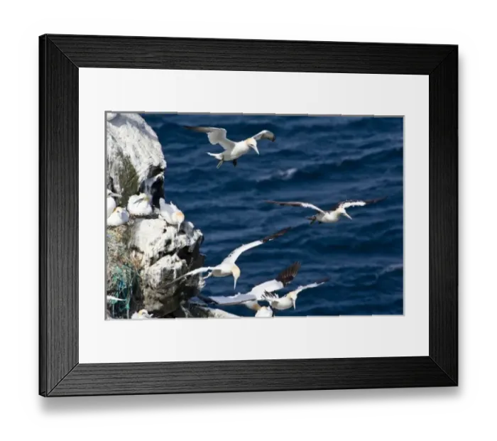 Framed Print : Northern Gannet colony in northeastern Iceland Framed Print : Northern Gannet colony in northeastern Iceland