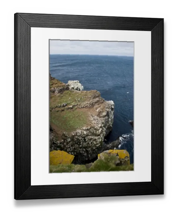 Framed Print : Colonies of Northern Gannets and Common Murres polulate a cliff in northeastern Iceland Framed Print : Colonies of Northern Gannets and Common Murres polulate a cliff in northeastern Iceland