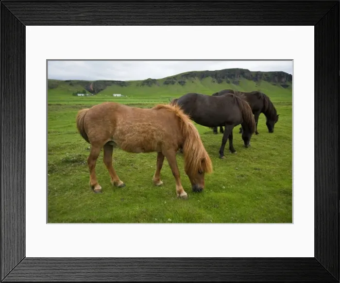 Framed Print : Icelandic Horses graze in southern Iceland Framed Print : Icelandic Horses graze in southern Iceland