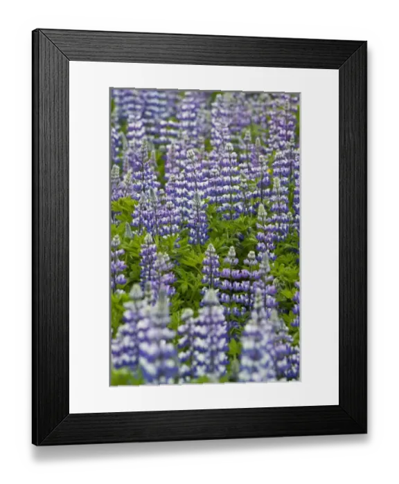 Framed Print : A field of Lupin in Iceland