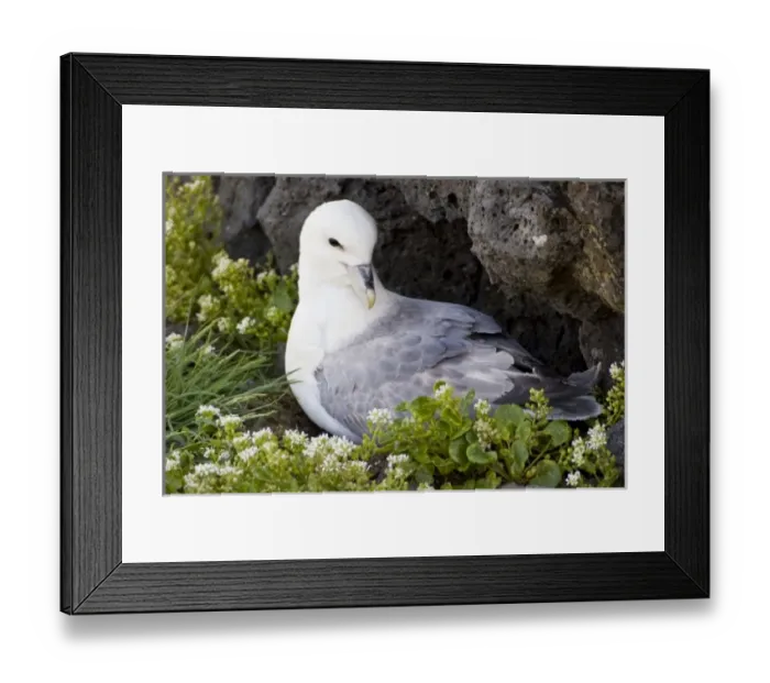 Framed Print : Europe, Iceland Framed Print : Europe, Iceland