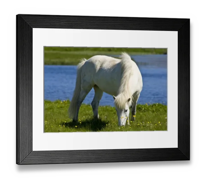 Framed Print : Icelandic Horse in western Iceland Framed Print : Icelandic Horse in western Iceland