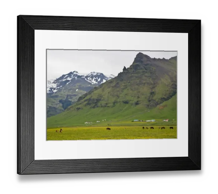 Framed Print : View of Icelandic Horses and Icelandic Farm Framed Print : View of Icelandic Horses and Icelandic Farm
