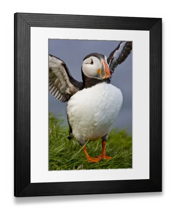 Framed Print : The Atlantic Puffin, a pelagic seabird, shown here in breeding colors. Latrabjerg peninsula Framed Print : The Atlantic Puffin, a pelagic seabird, shown here in breeding colors. Latrabjerg peninsula