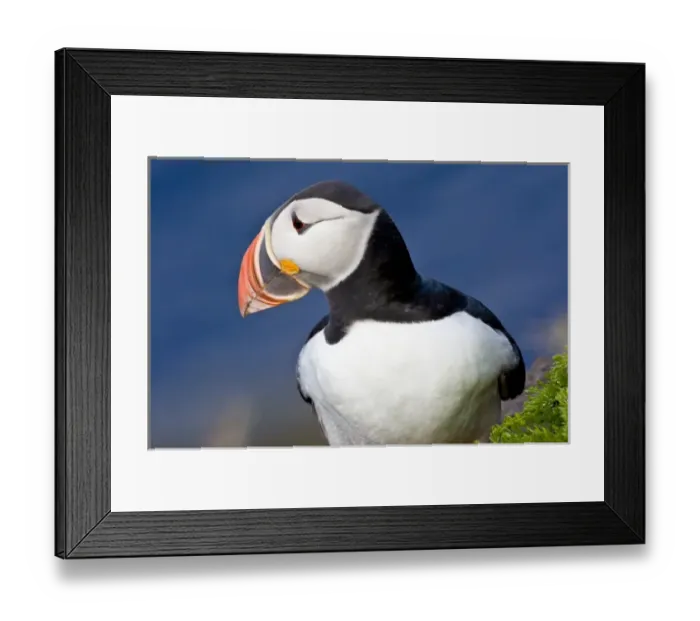 Framed Print : The Atlantic Puffin, a pelagic seabird, shown here in breeding colors. Latrabjerg peninsula Framed Print : The Atlantic Puffin, a pelagic seabird, shown here in breeding colors. Latrabjerg peninsula