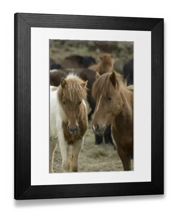 Framed Print : Europe, Iceland Framed Print : Europe, Iceland