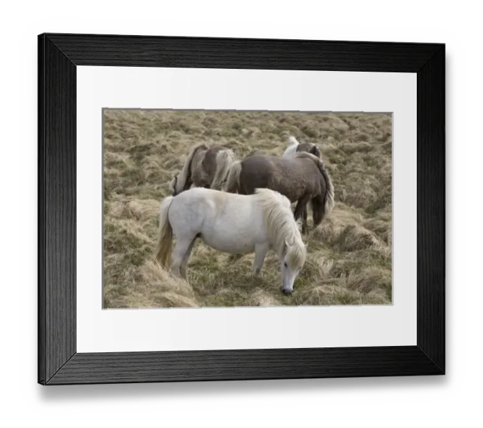 Framed Print : Europe, Iceland Framed Print : Europe, Iceland
