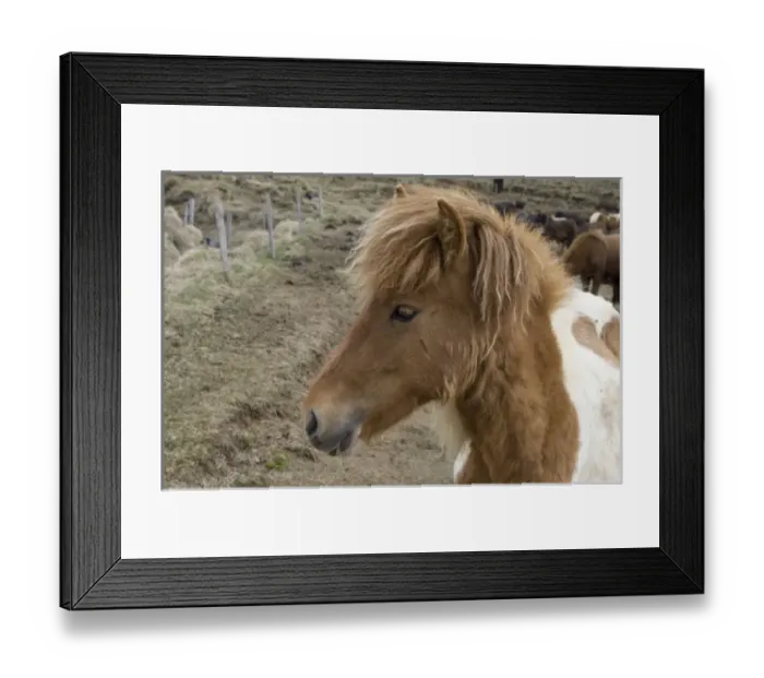Framed Print : Icelandic horses, Skagafjorour Fjord, Iceland Framed Print : Icelandic horses, Skagafjorour Fjord, Iceland
