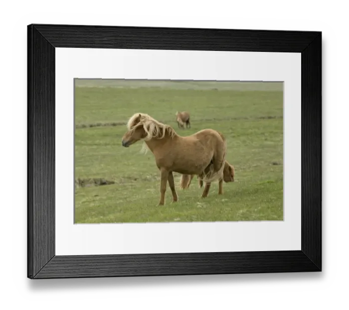 Framed Print : Europe, Iceland Framed Print : Europe, Iceland