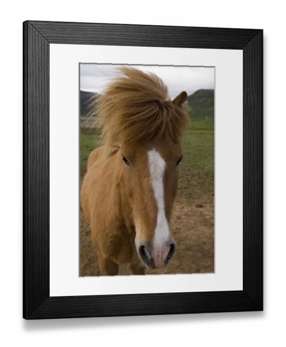Framed Print : Icelandic horses, Geysir, Iceland Framed Print : Icelandic horses, Geysir, Iceland
