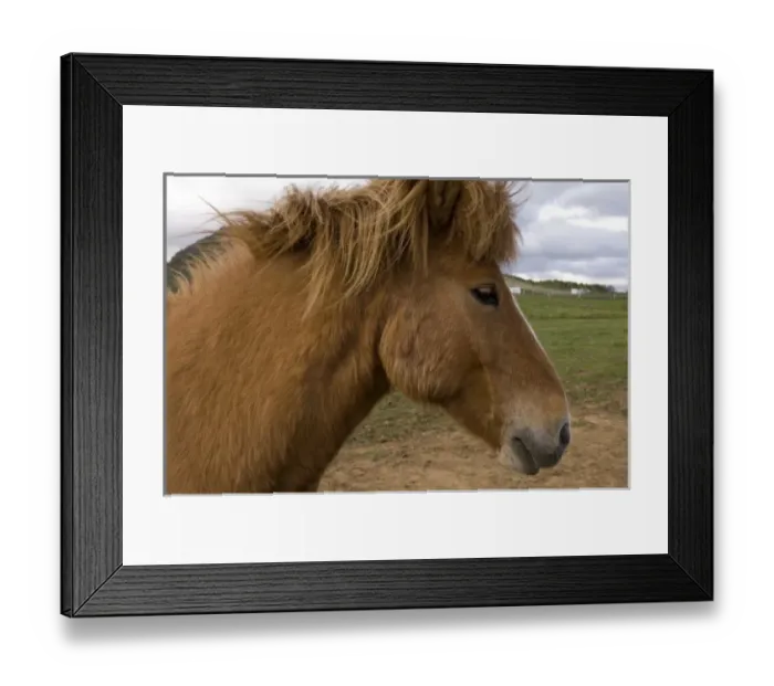 Framed Print : Icelandic horses, Geysir, Iceland