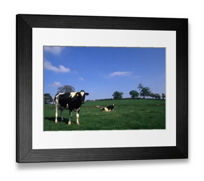 Framed Print : Irish farmland with cows near Dublin Ireland Framed Print : Irish farmland with cows near Dublin Ireland