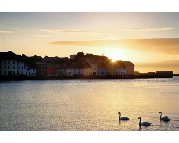 Ireland, Claddagh. Sunrise on town and swans on Galway Bay