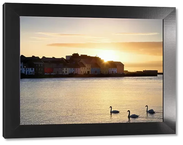 Ireland, Claddagh. Sunrise on town and swans on Galway Bay