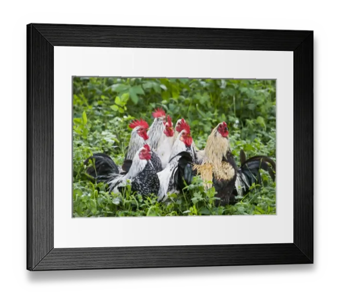 Framed Print : Ireland, County Clare. Roosters, Bunratty Folk Center Framed Print : Ireland, County Clare. Roosters, Bunratty Folk Center