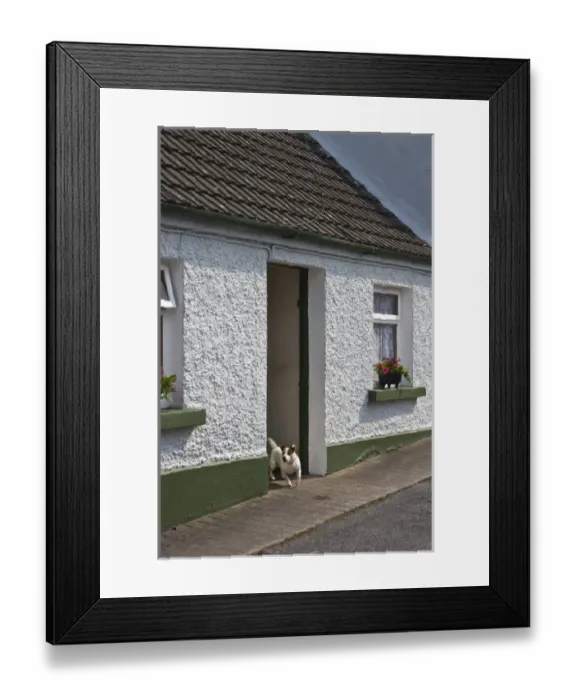 Framed Print : Ireland, County Mayo, Cong. Vacation cottage with Jack Russell Terrier in doorway Framed Print : Ireland, County Mayo, Cong. Vacation cottage with Jack Russell Terrier in doorway