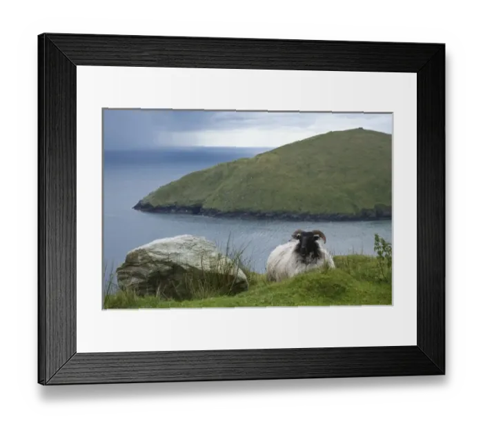 Framed Print : Ireland, Achill Island. Sheep rest atop the steep hills above Keem Bay Framed Print : Ireland, Achill Island. Sheep rest atop the steep hills above Keem Bay