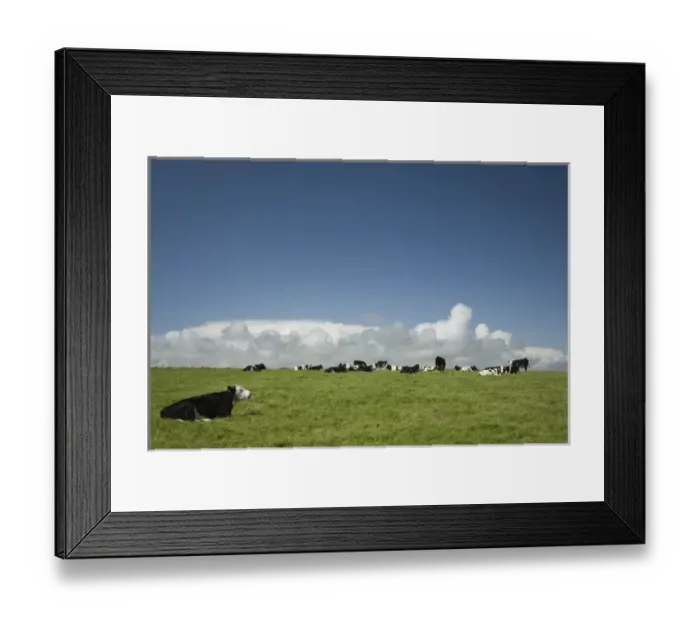 Framed Print : Ireland, County Cork. Cows graze in a lush green field near the coast Framed Print : Ireland, County Cork. Cows graze in a lush green field near the coast