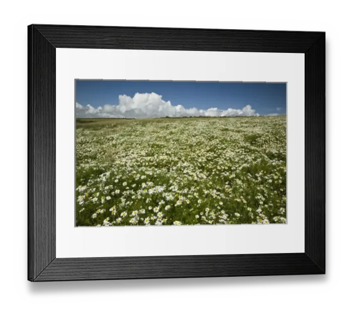 Framed Print : Ireland, County Cork. A field of daisies greets you along the coastal walking path near Ballycotton Framed Print : Ireland, County Cork. A field of daisies greets you along the coastal walking path near Ballycotton