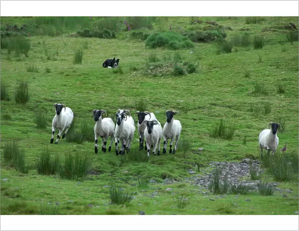 Europe, Ireland, Kerry County, Ring of Kerry. Typical sheep ranch, working sheep dog