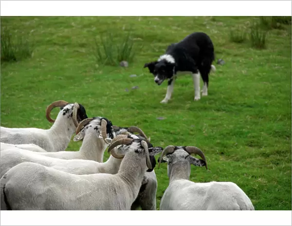 Europe, Ireland, Kerry County, Ring of Kerry. Typical sheep ranch, working sheep dog