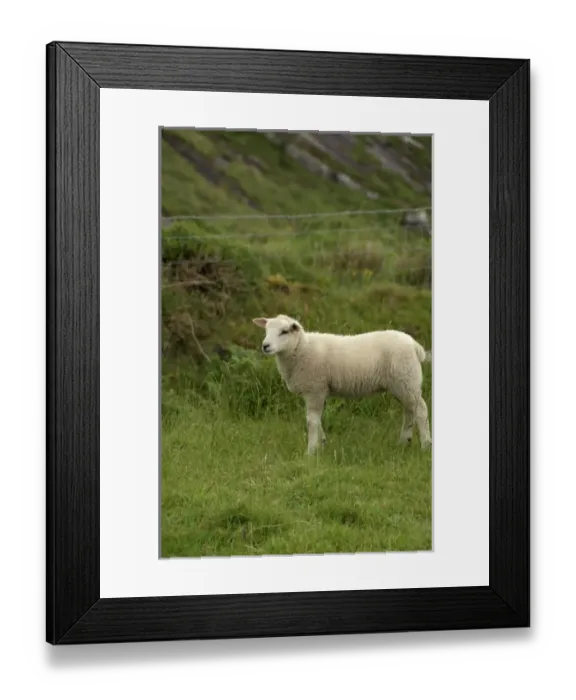 Framed Print : Europe, Ireland, Kerry County, Ring of Kerry. Typical sheep ranch. THIS IMAGE RESTRICTED Framed Print : Europe, Ireland, Kerry County, Ring of Kerry. Typical sheep ranch. THIS IMAGE RESTRICTED