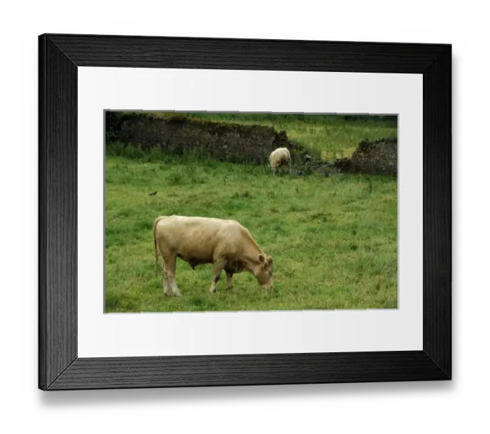 Framed Print : Europe, Ireland. Picturesque area of Golden Vale countryside. THIS IMAGE RESTRICTED Framed Print : Europe, Ireland. Picturesque area of Golden Vale countryside. THIS IMAGE RESTRICTED