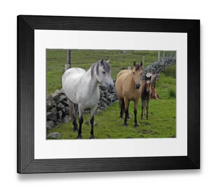 Framed Print : Ireland. Farm horses of the Connemara in Ireland Framed Print : Ireland. Farm horses of the Connemara in Ireland