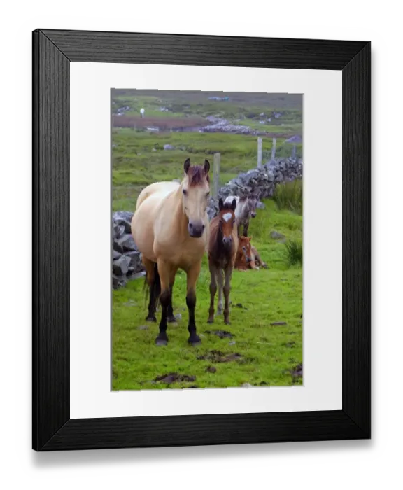 Framed Print : Ireland. Farm horses of the Connemara in Ireland Framed Print : Ireland. Farm horses of the Connemara in Ireland