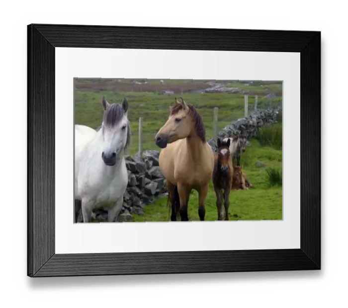Framed Print : Ireland. Farm horses of the Connemara in Ireland Framed Print : Ireland. Farm horses of the Connemara in Ireland