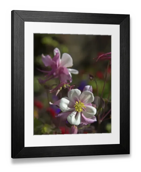Framed Print : Ireland, the Dromoland Castle Walled Garden Framed Print : Ireland, the Dromoland Castle Walled Garden
