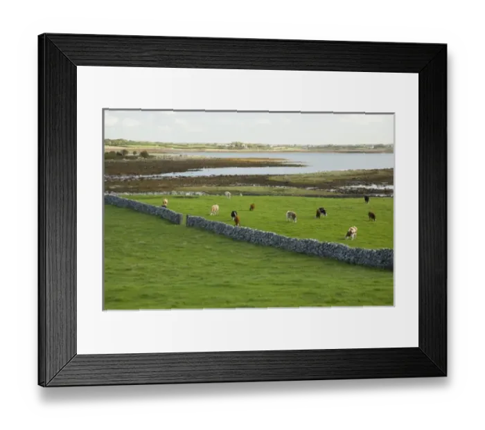 Framed Print : Irish Countryside, County Galway, Ireland, Farm, Cows, Stonefence Framed Print : Irish Countryside, County Galway, Ireland, Farm, Cows, Stonefence