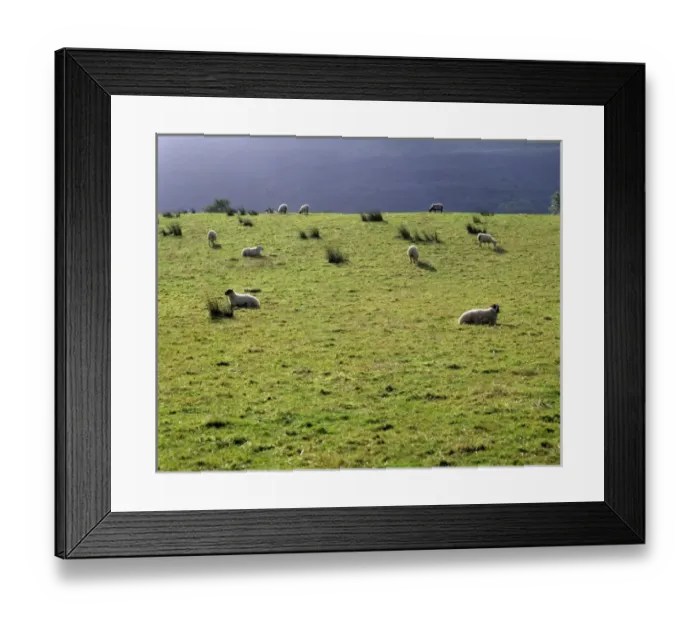 Framed Print : Europe, Ireland, Ballyshannon. Sheep may safely graze on the green hills of Ballyshannon Framed Print : Europe, Ireland, Ballyshannon. Sheep may safely graze on the green hills of Ballyshannon