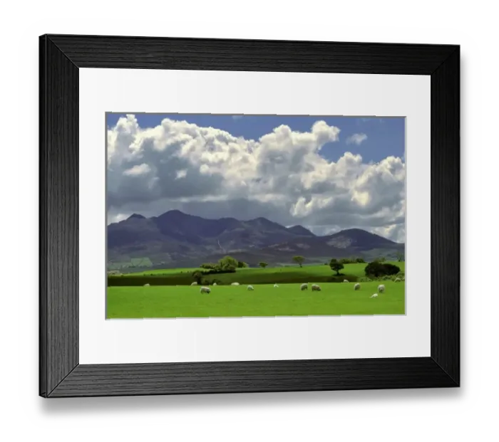 Framed Print : Europe, Ireland, Macgillacuddys Reeks. Sheep graze happily near Macgillacuddys Reeks Framed Print : Europe, Ireland, Macgillacuddys Reeks. Sheep graze happily near Macgillacuddys Reeks