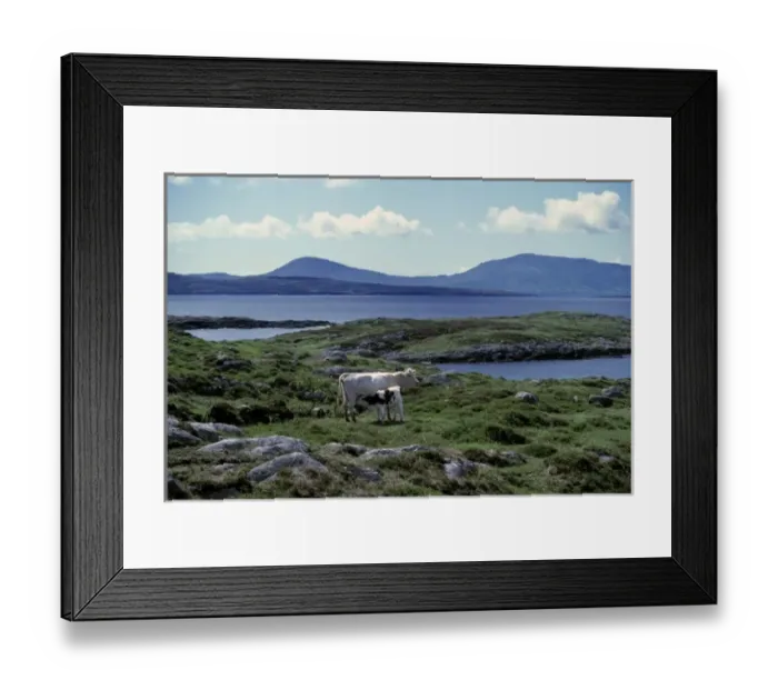 Framed Print : Europe, Ireland, Ring of Kerry. On a calm summer day, a white cow nurses her calf Framed Print : Europe, Ireland, Ring of Kerry. On a calm summer day, a white cow nurses her calf