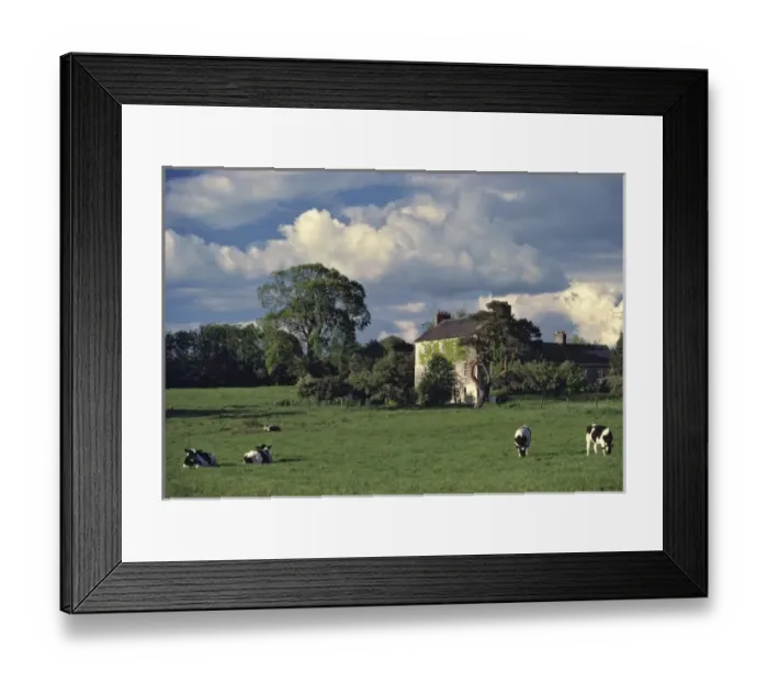Framed Print : Europe, Ireland, Co. Waterford. Cows graze in the pasture in front of a vine-wrapped
