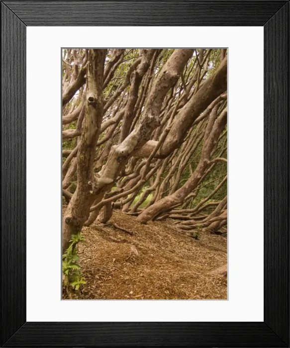 Framed Print : Woodstock Gardens and Arboretum, Inistioge, County Kilkenny, Ireland Framed Print : Woodstock Gardens and Arboretum, Inistioge, County Kilkenny, Ireland