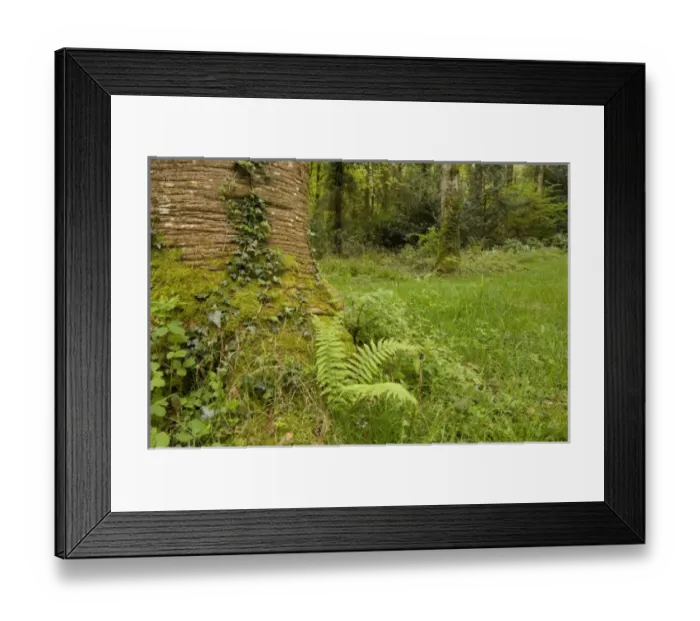Framed Print : Europe, Ireland Framed Print : Europe, Ireland