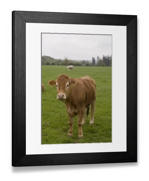 Framed Print : Europe, Ireland
