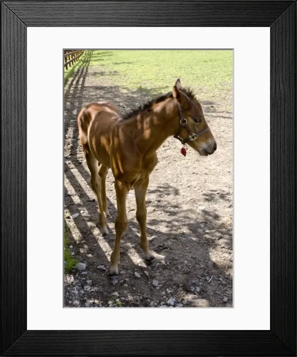 Framed Print : Ireland, County Kildare, thoroughbred horses