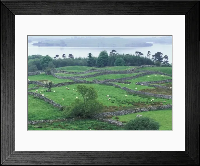 Framed Print : Ireland, County Mayo. Grazing sheep and stone walls Framed Print : Ireland, County Mayo. Grazing sheep and stone walls