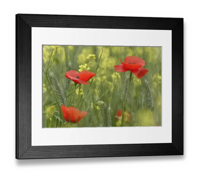 Framed Print : Europe, Italy Framed Print : Europe, Italy