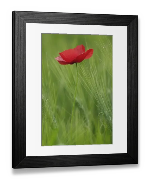 Framed Print : Red poppy flower among wheat crop, Tuscany, Italy