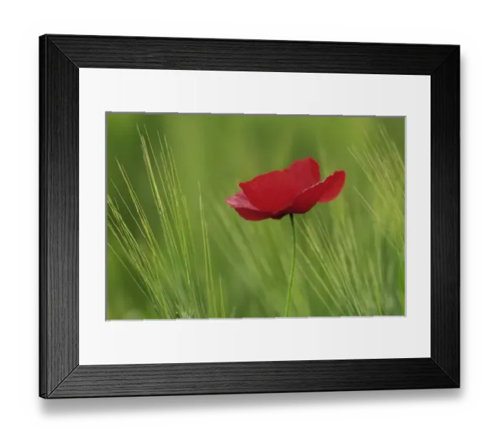 Framed Print : Red poppy flower among wheat crop, Tuscany, Italy Framed Print : Red poppy flower among wheat crop, Tuscany, Italy