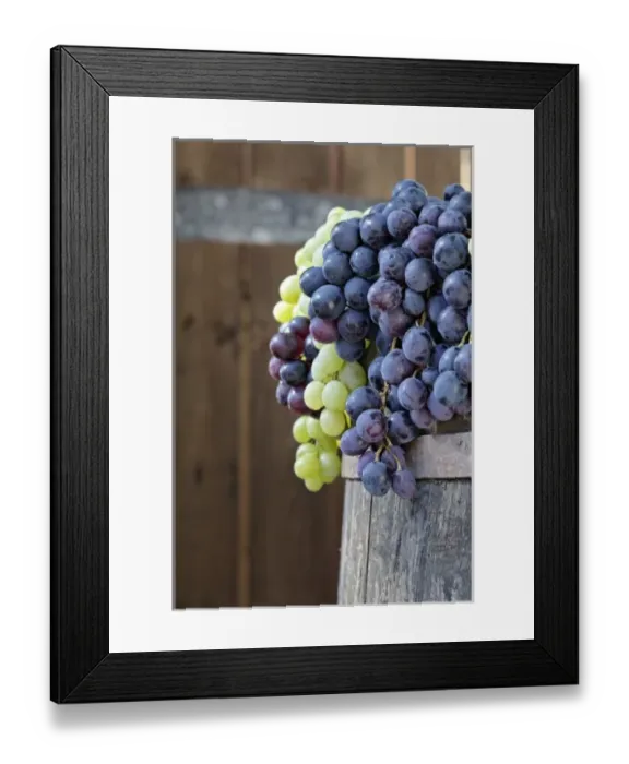 Framed Print : Grape exhibit on parade float, La Festa dell Uva, Impruneta, Tuscany, Italy Framed Print : Grape exhibit on parade float, La Festa dell Uva, Impruneta, Tuscany, Italy